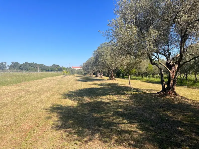 Temeljita košnja visoke podrasti z motorno koso (nitkarco), košnja trave z mulčenjem in odstranjevanje bršljana. Stanje po izvedbi del.