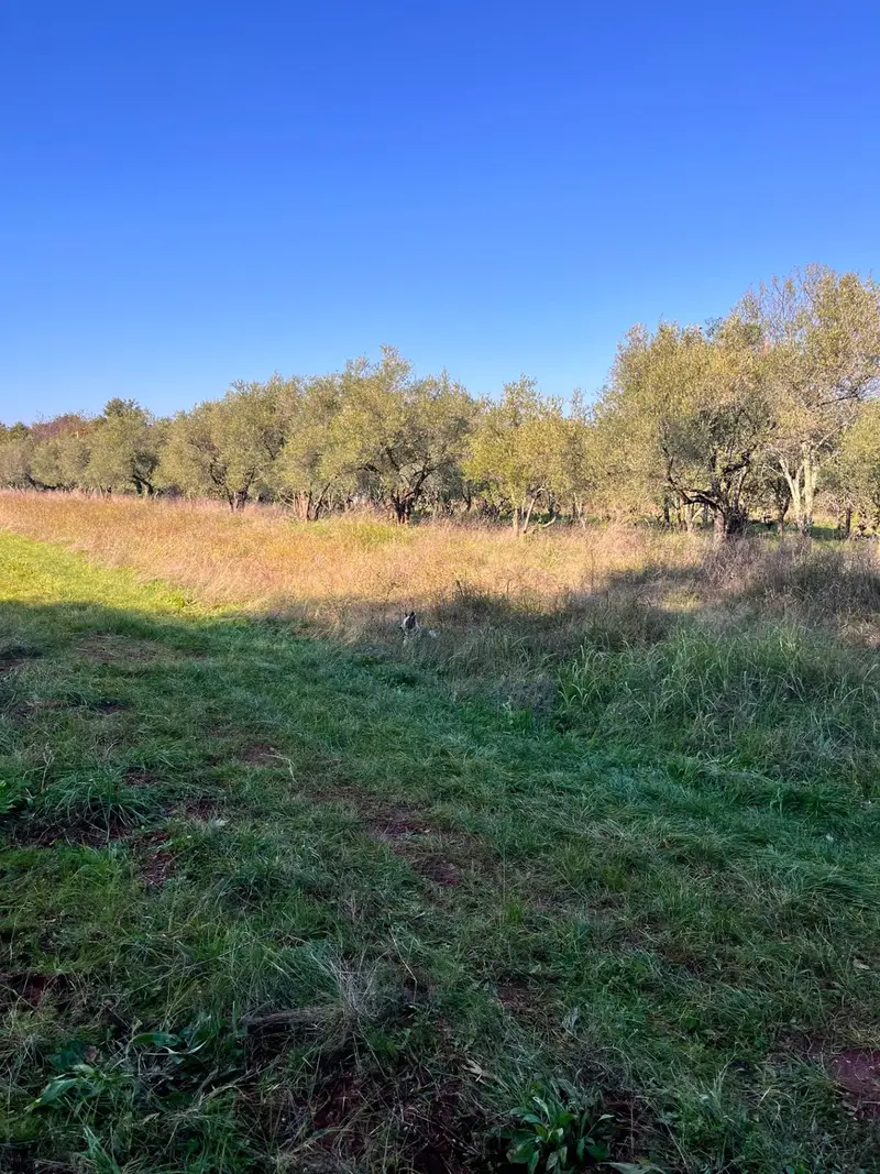 Temeljita košnja visoke podrasti z motorno koso (nitkarco), košnja trave z mulčenjem in odstranjevanje bršljana. Stanje pred izvedbo del.