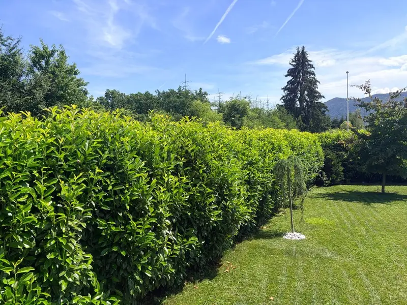 Obrezovanje in oblikovanje žive meje iz lovorikovca na Gorenjskem. Stanje pred izvedbo del.